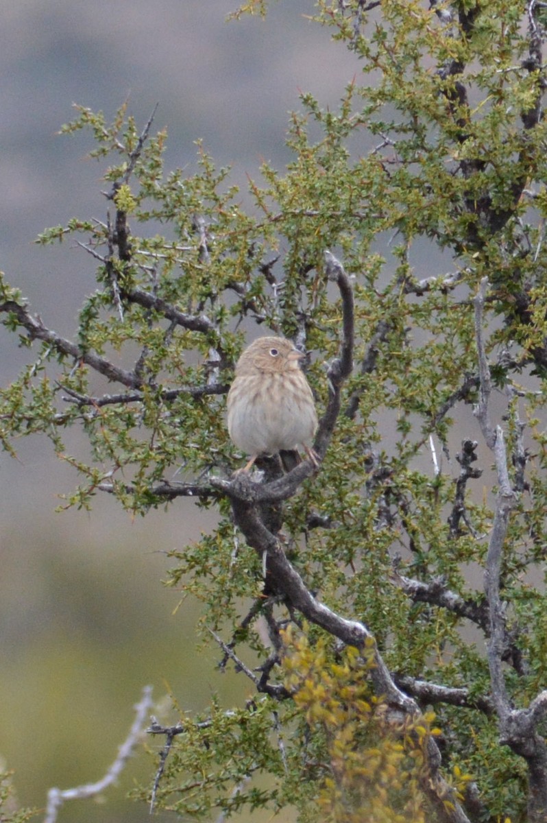 Carbonated Sierra Finch - ML634959284