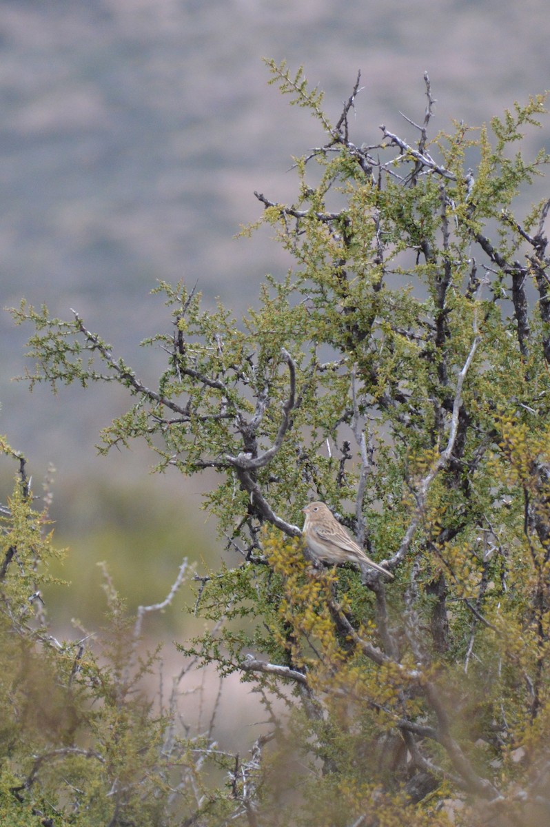 Carbonated Sierra Finch - ML634959285