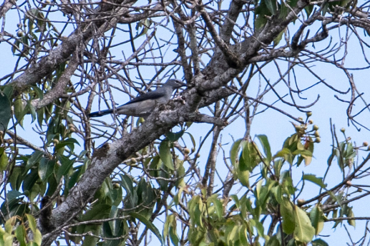 Black-winged Cuckooshrike - ML634959308