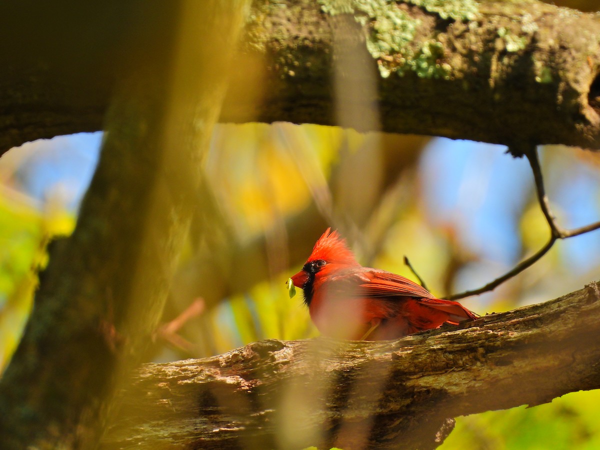 Northern Cardinal - ML634959328