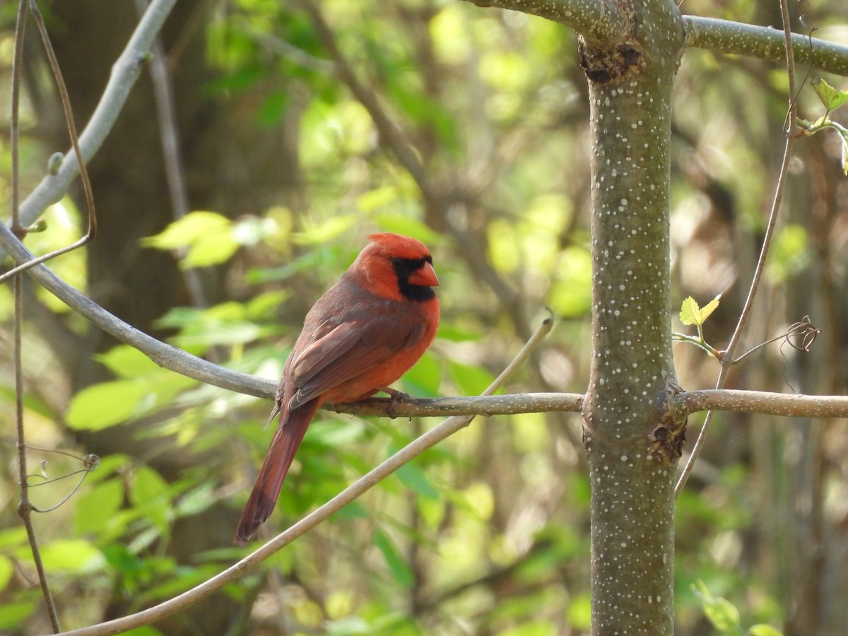 Northern Cardinal - ML634959329