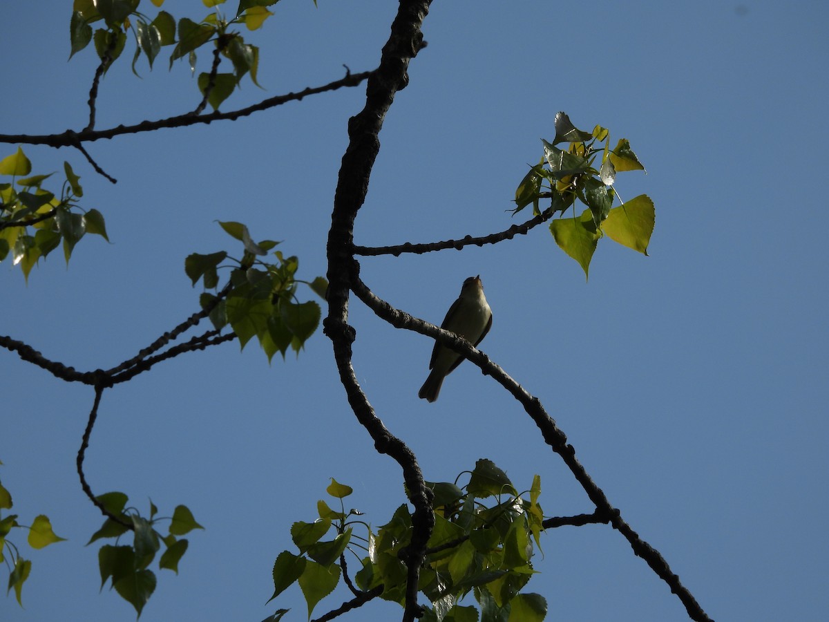 Warbling Vireo - ML634959393
