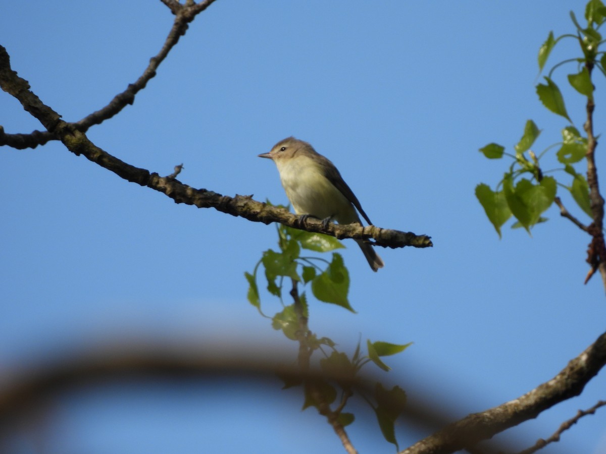 Warbling Vireo - ML634959394
