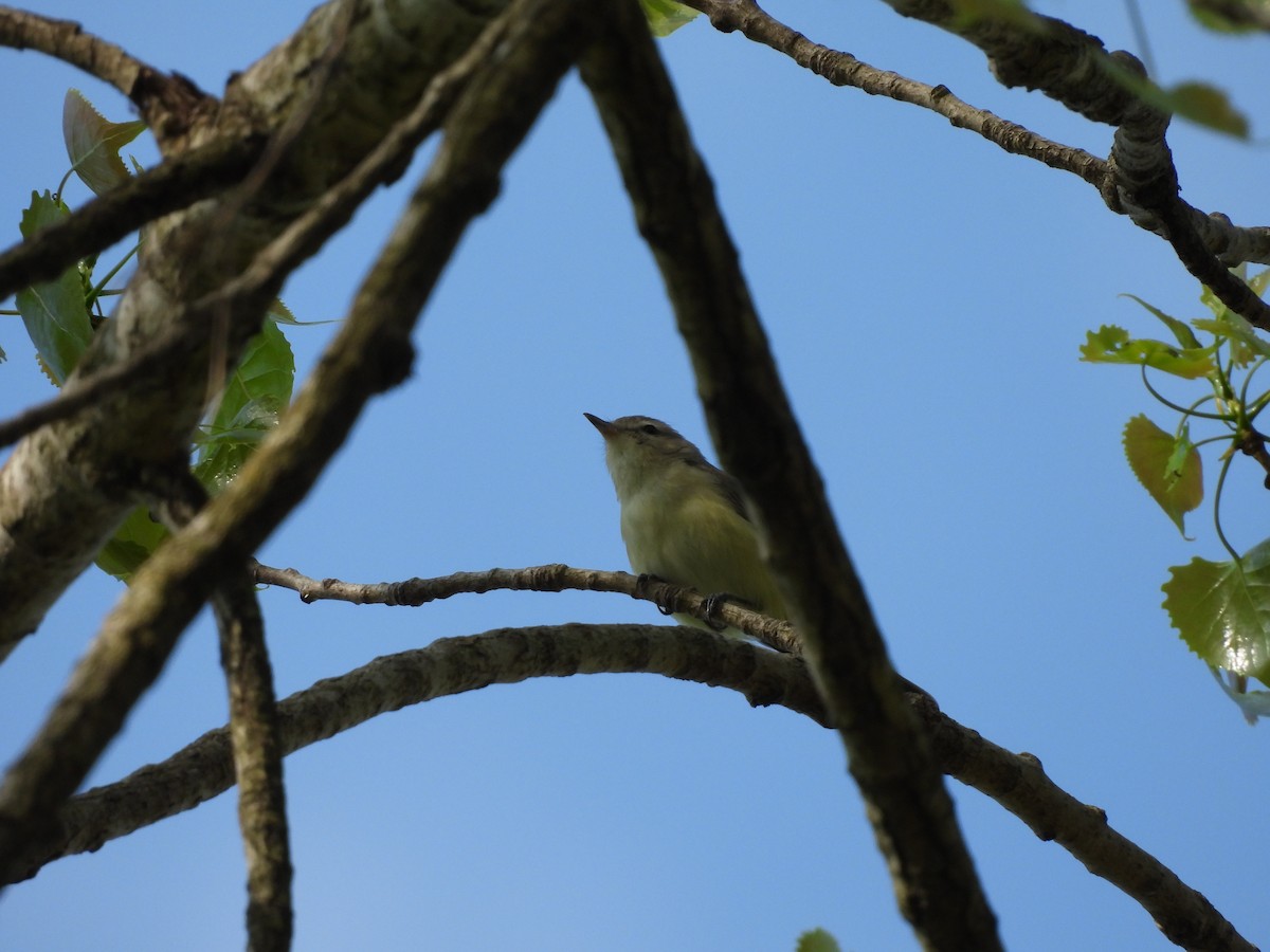 Warbling Vireo - ML634959395