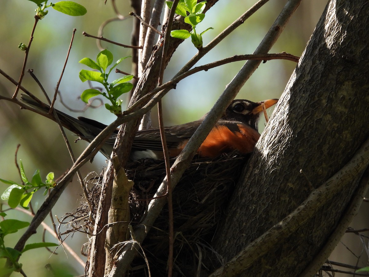 Zozo papargorria - ML634959415
