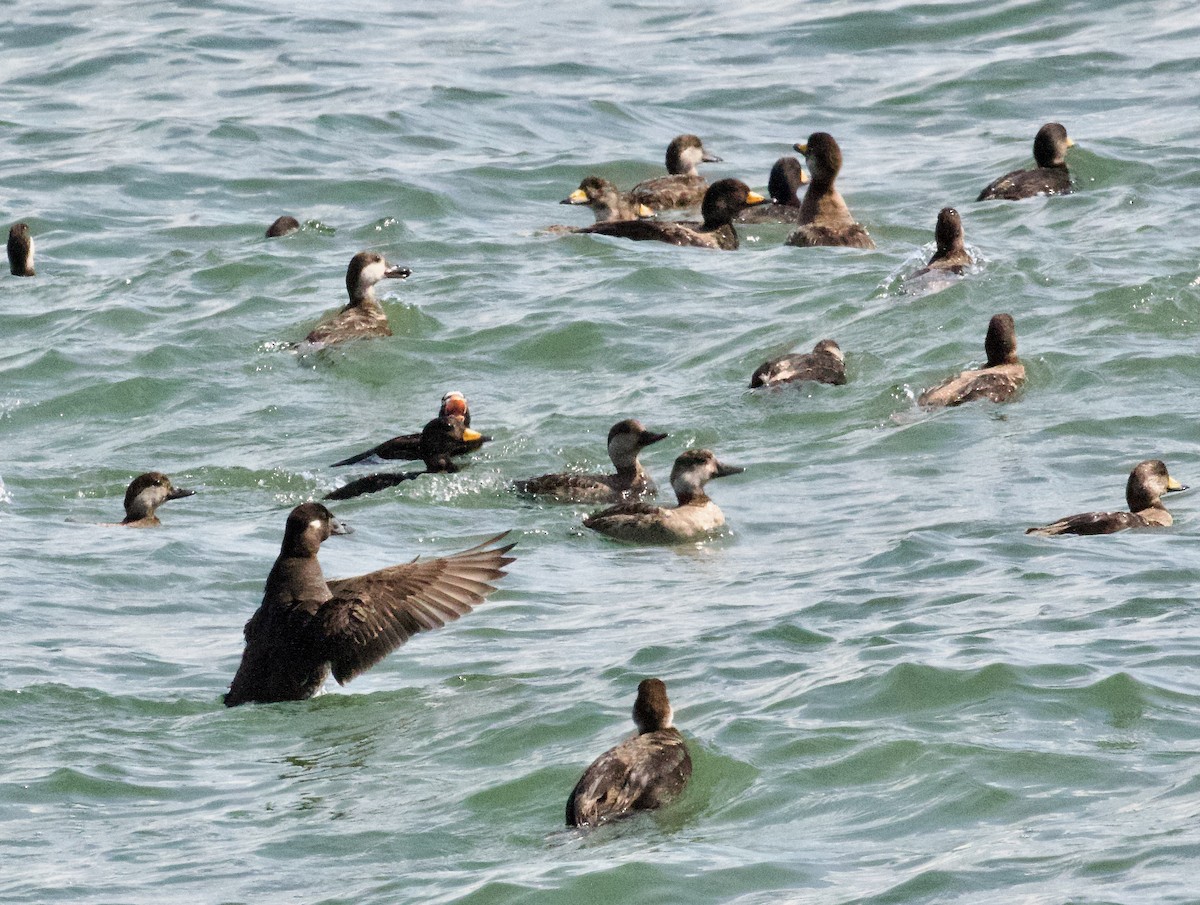 Surf Scoter - ML634959426