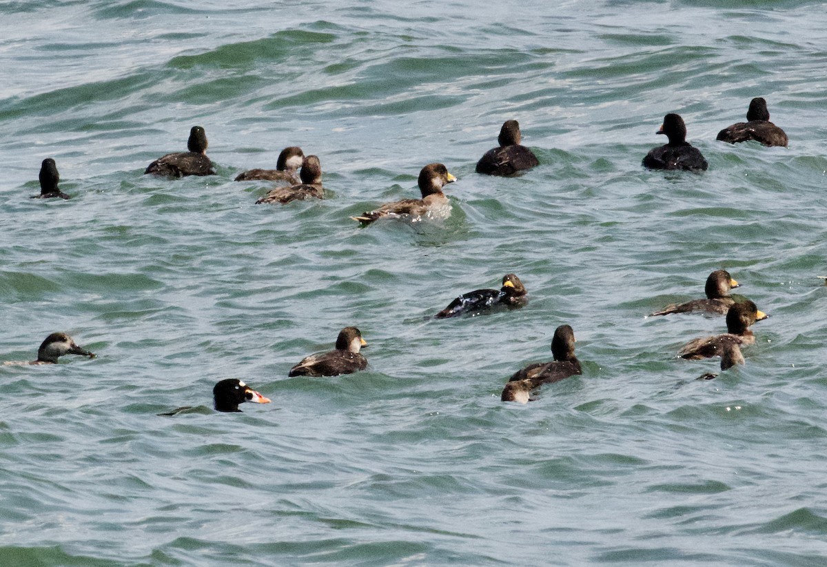 Surf Scoter - ML634959433