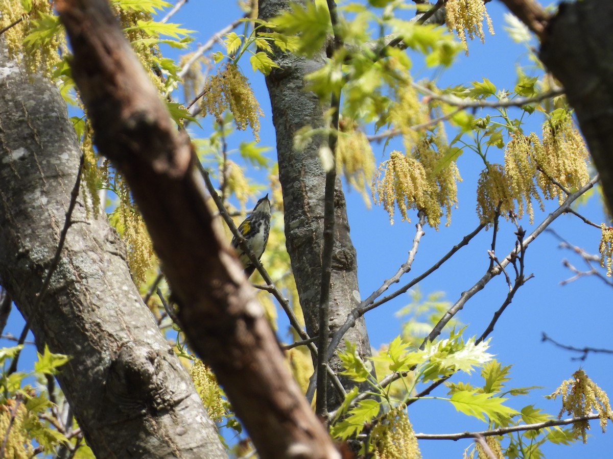 Yellow-rumped Warbler - ML634959440