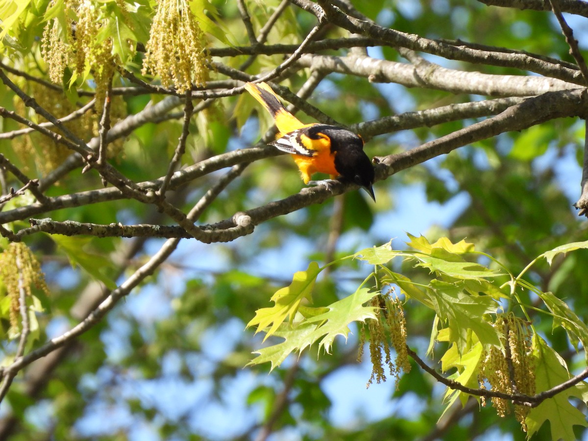 Baltimore Oriole - ML634959465