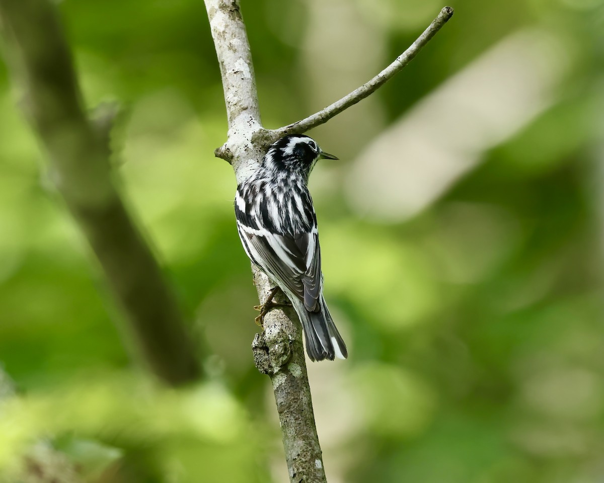 Black-and-white Warbler - ML634959483