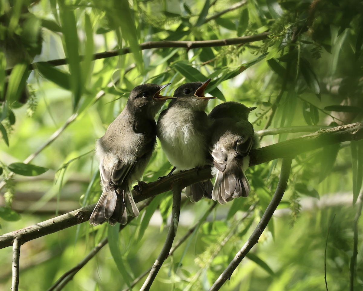Eastern Phoebe - ML634959543