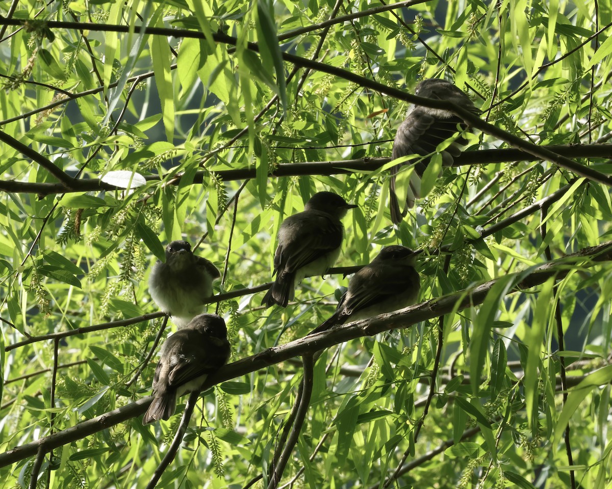 Eastern Phoebe - ML634959544