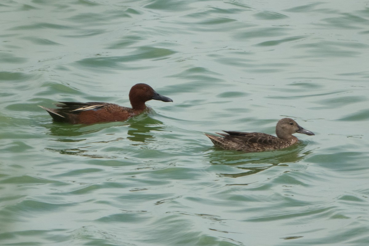 Cinnamon Teal - ML634959624