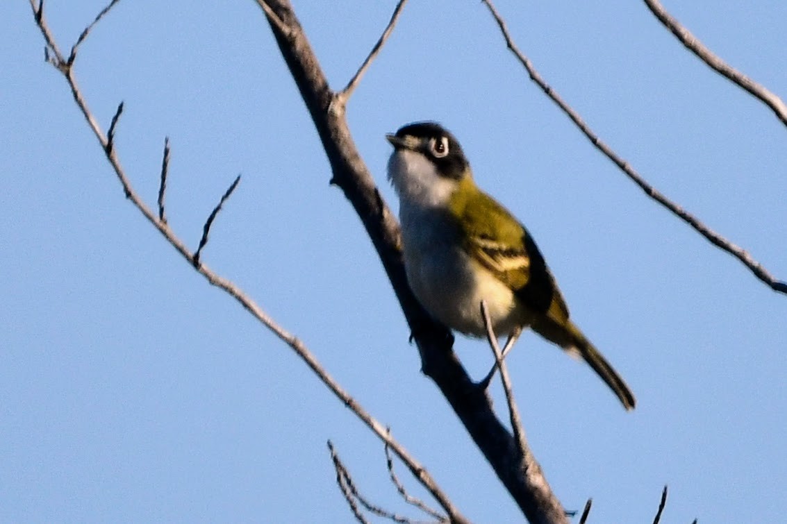 Black-capped Vireo - ML634959687
