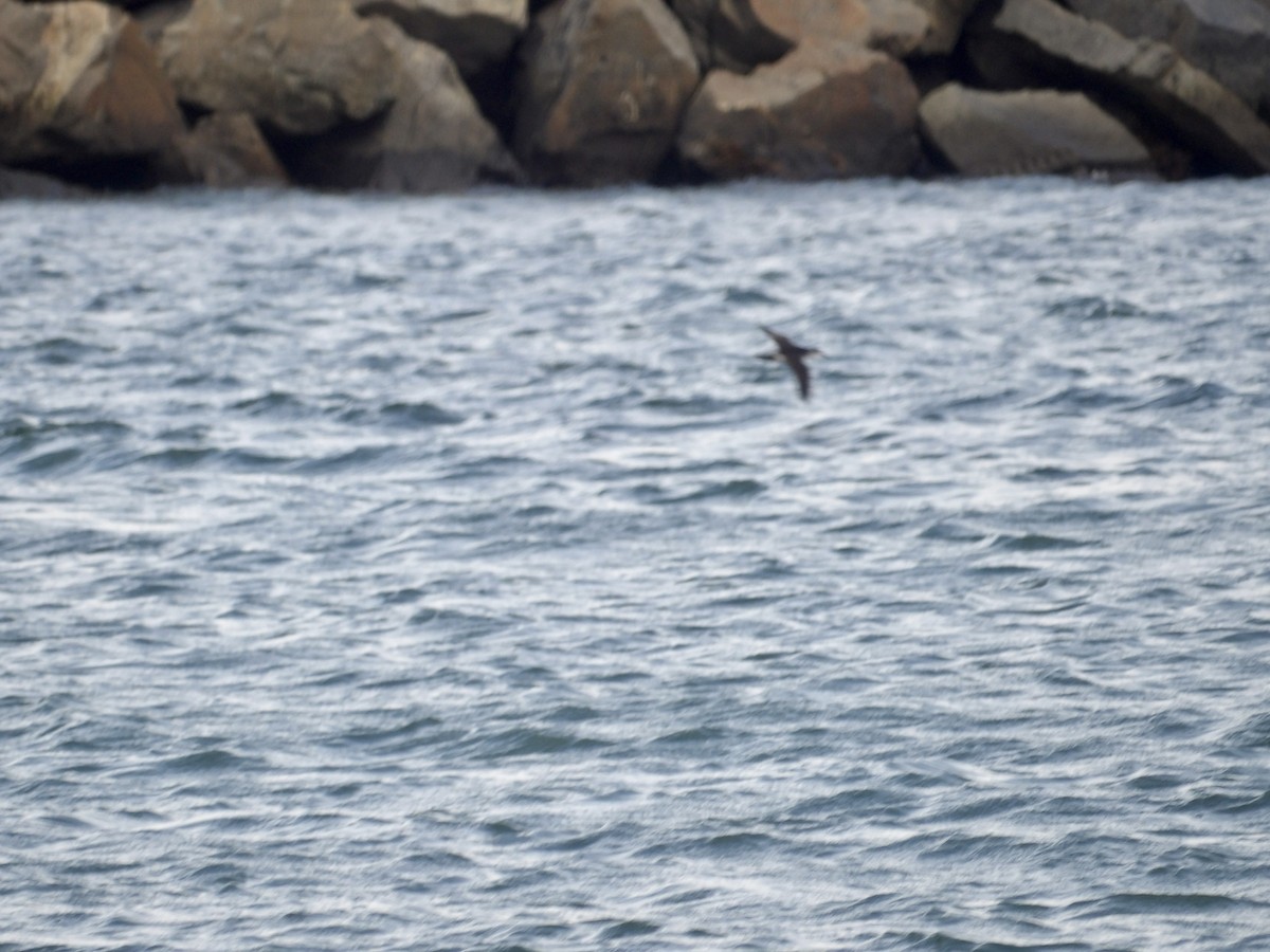 Atlantiksturmtaucher - ML634959706