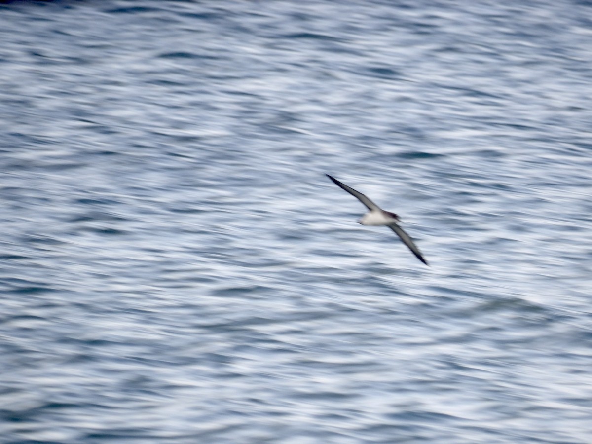 Atlantiksturmtaucher - ML634959708
