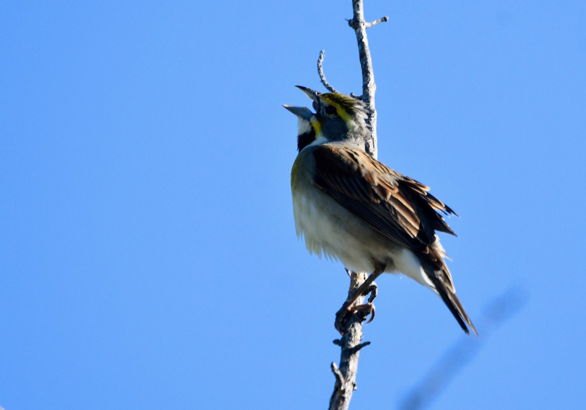 Dickcissel - ML634959709