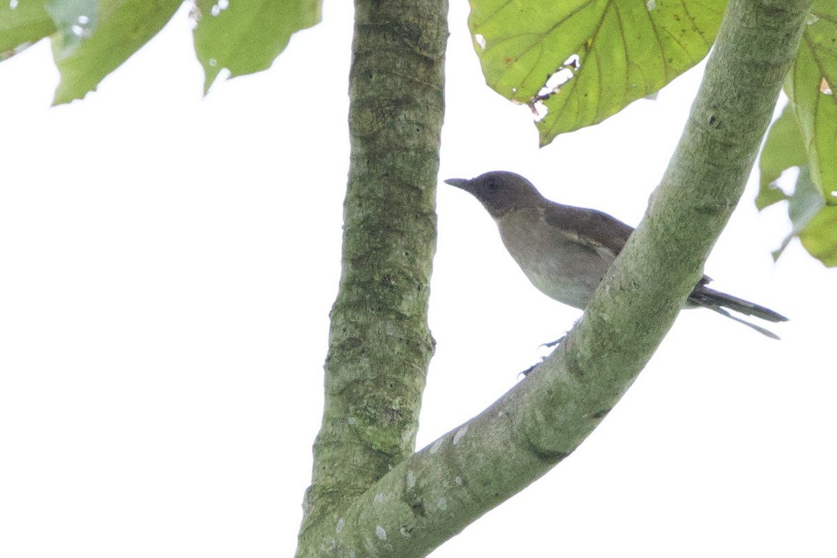 Black-billed Thrush - ML634959728