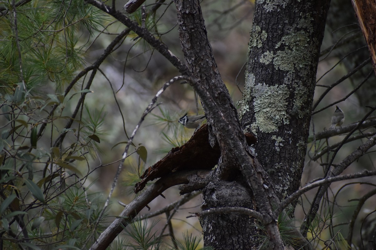 Bridled Titmouse - ML634959758