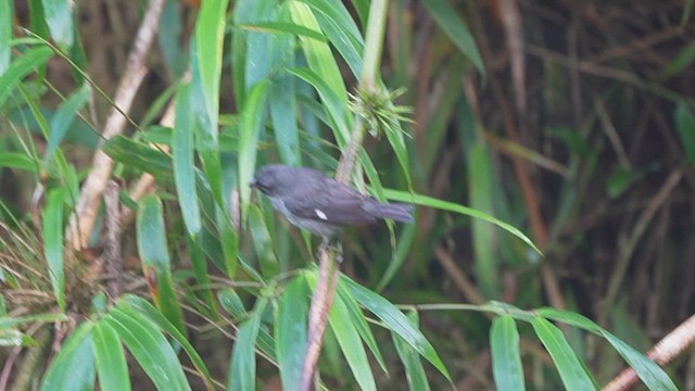 Slate-colored Seedeater - ML634959763
