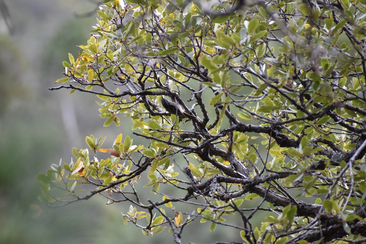 Brown Creeper - ML634959771