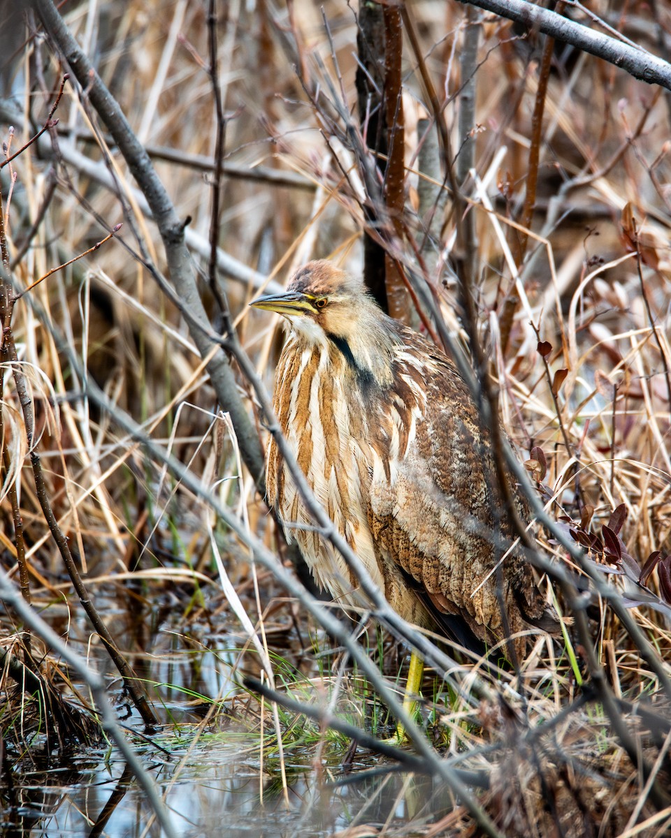 American Bittern - ML634959874