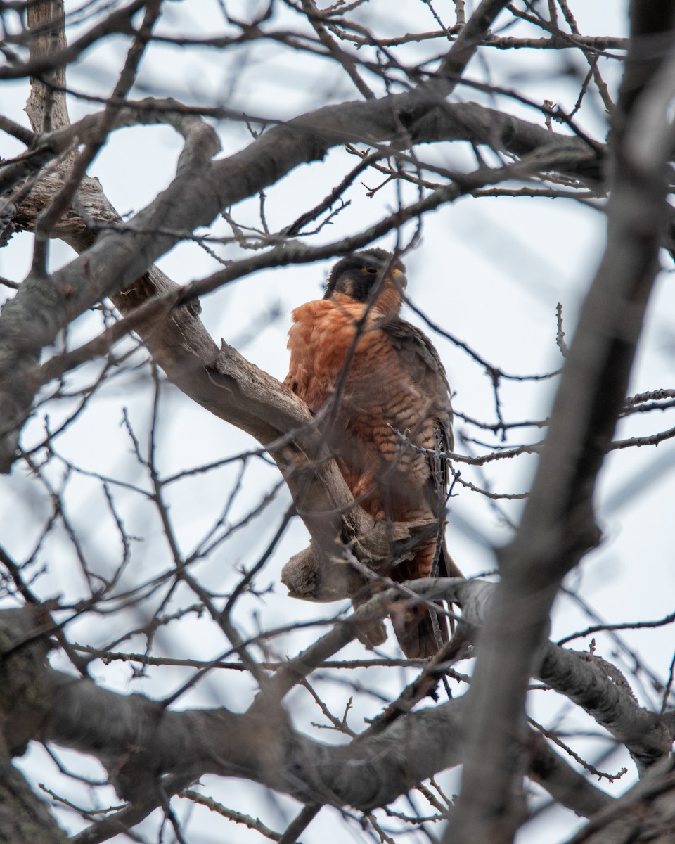 Peregrine Falcon - ML634959889