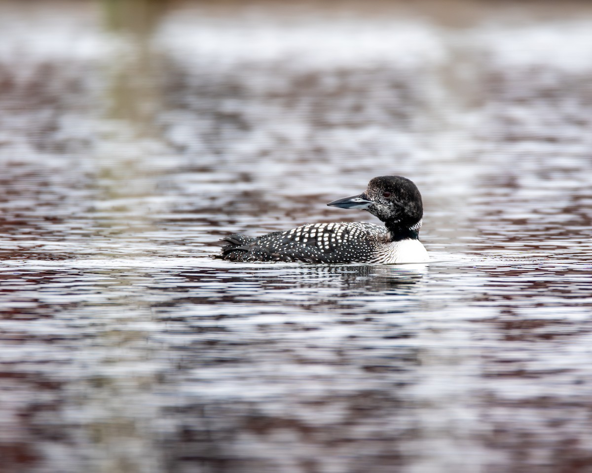 Common Loon - ML634959921