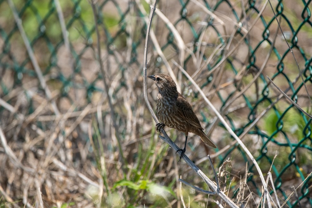Red-winged Blackbird - ML634959950