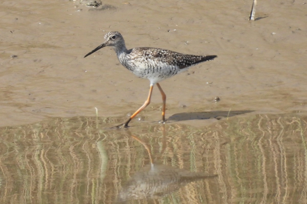Greater Yellowlegs - ML634960039