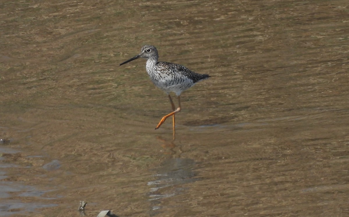 Greater Yellowlegs - ML634960040