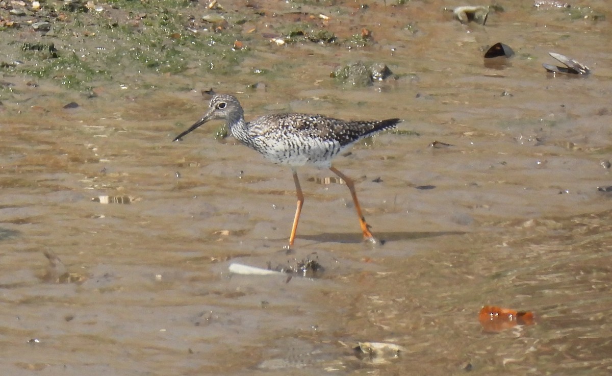 Greater Yellowlegs - ML634960041