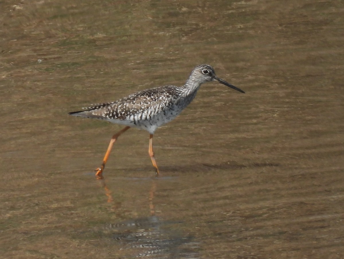 Greater Yellowlegs - ML634960042