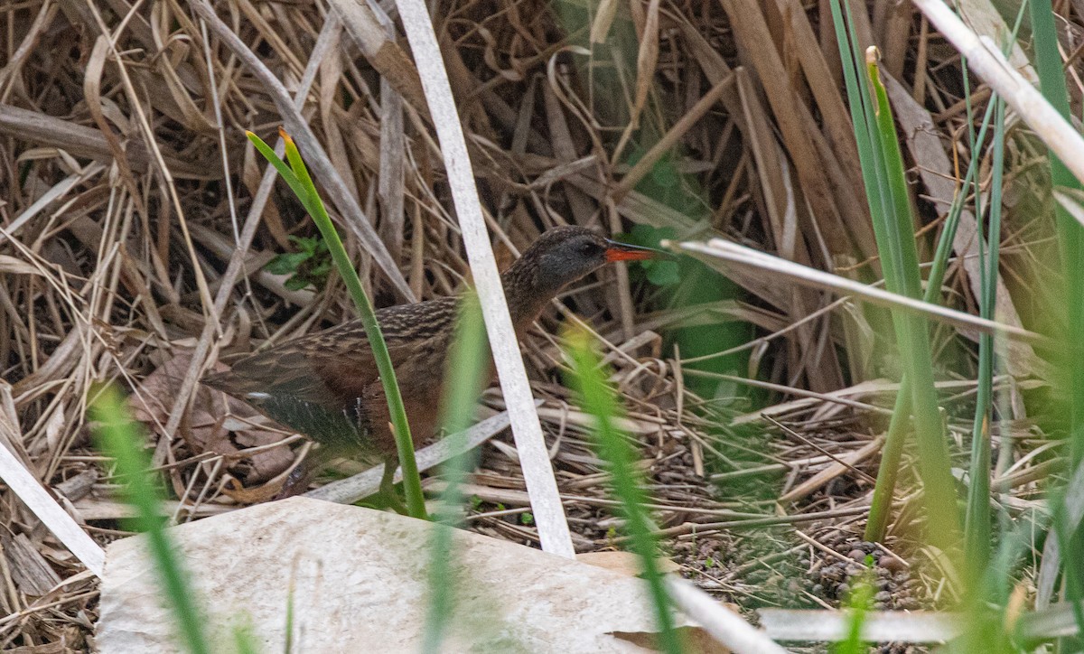 Virginia Rail - ML634960063