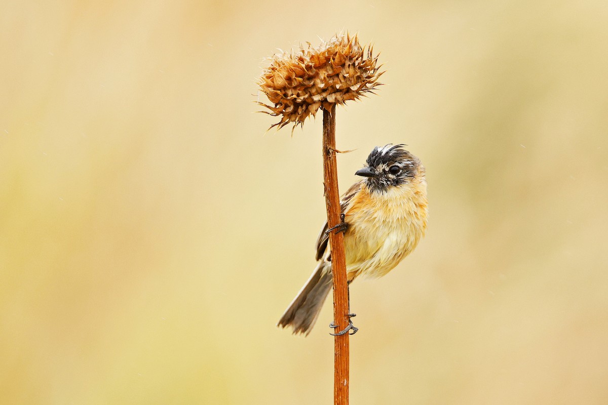 Bearded Tachuri - ML634960071