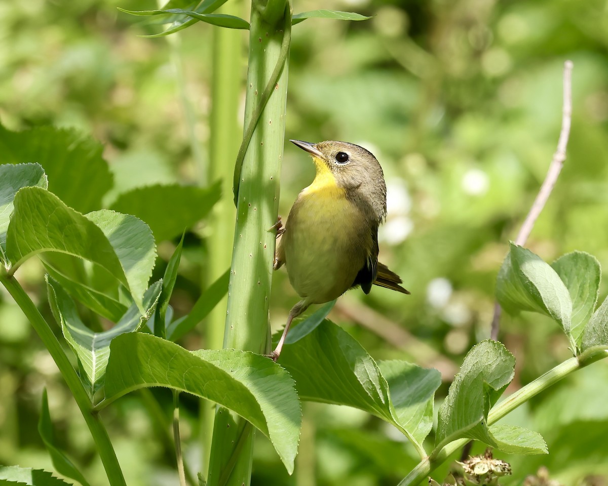 Common Yellowthroat - ML634960117