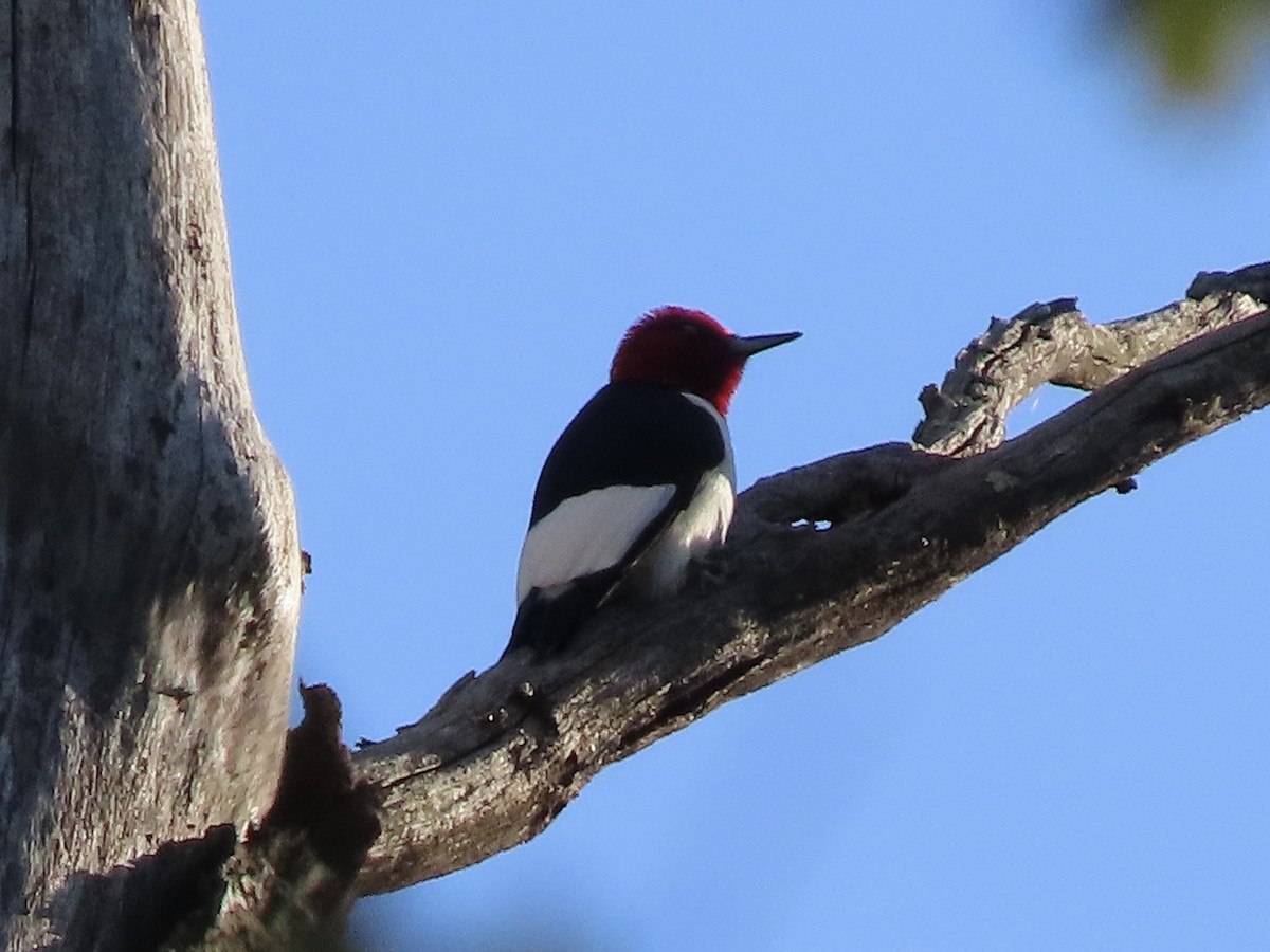 Pic à tête rouge - ML634960119