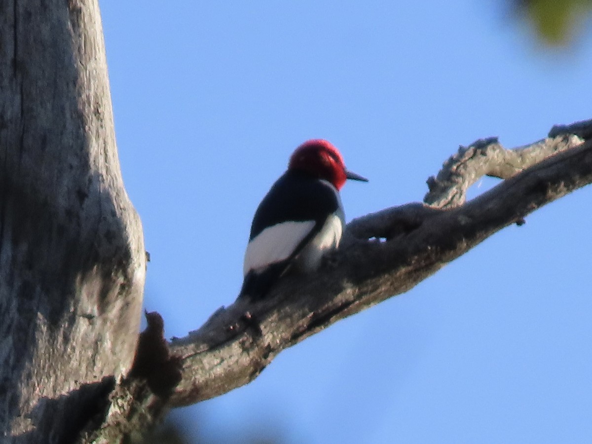 Pic à tête rouge - ML634960120