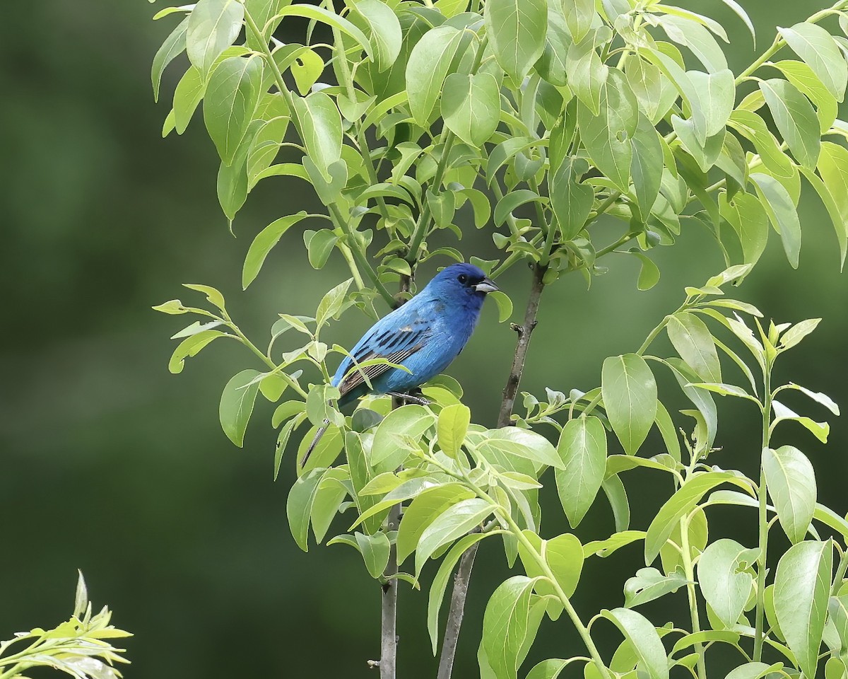 Indigo Bunting - ML634960127