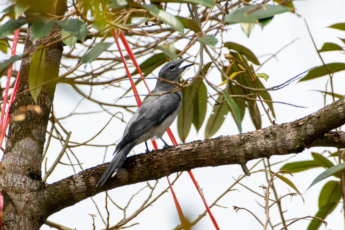 Black-winged Cuckooshrike - ML634960156