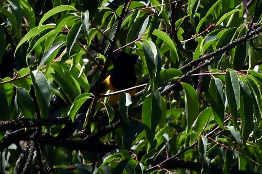 Black-vented Oriole - ML634960224