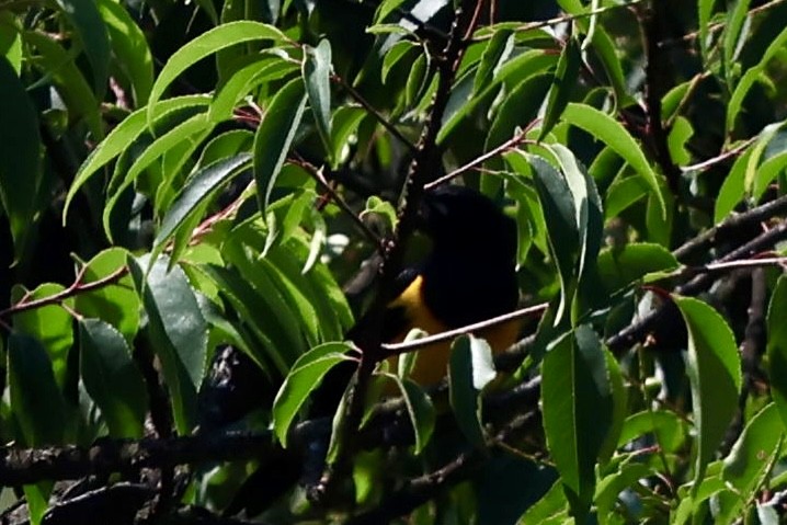 Black-vented Oriole - ML634960225