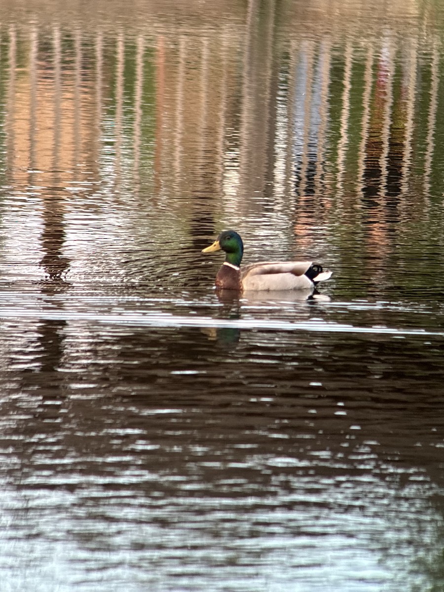 Mallard - ML634960304