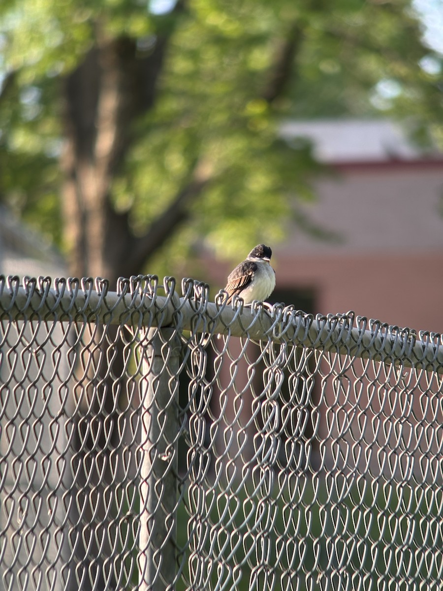 Eastern Kingbird - ML634960324