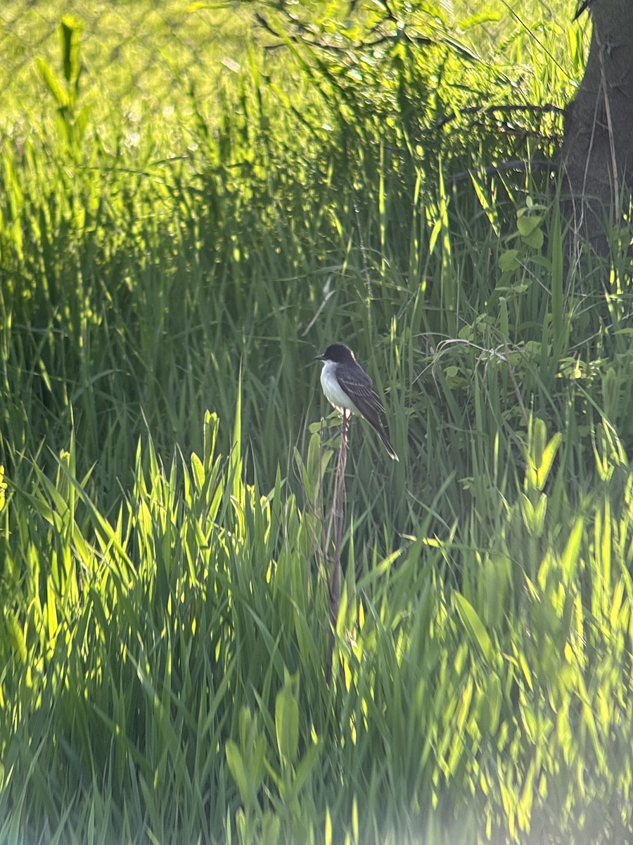 Eastern Kingbird - ML634960325