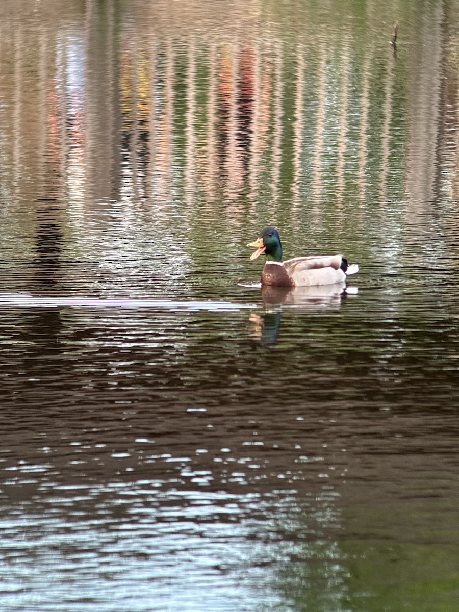 Mallard - ML634960332