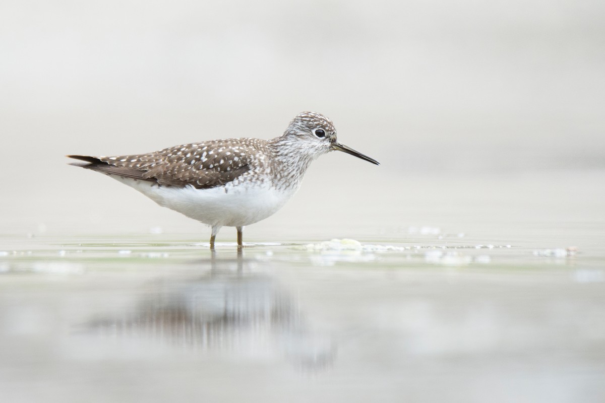 Solitary Sandpiper - ML634960333