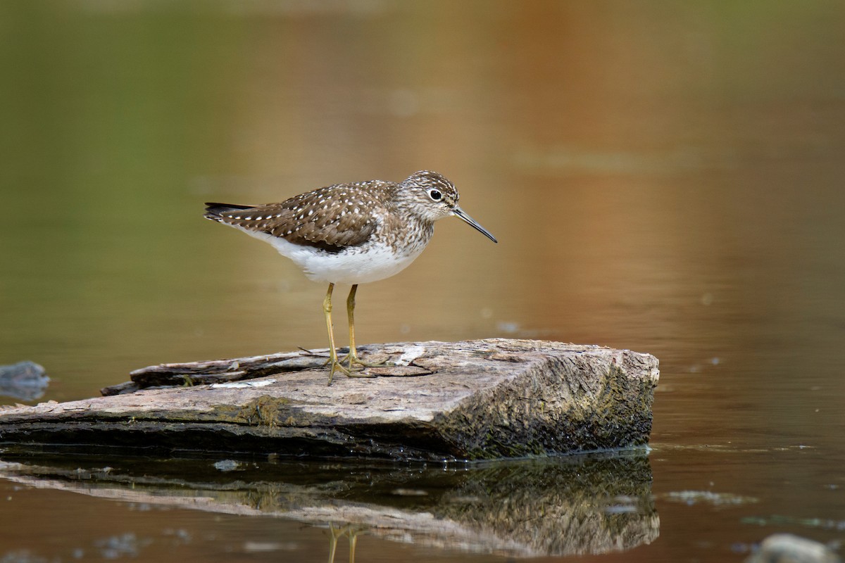 Solitary Sandpiper - ML634960334
