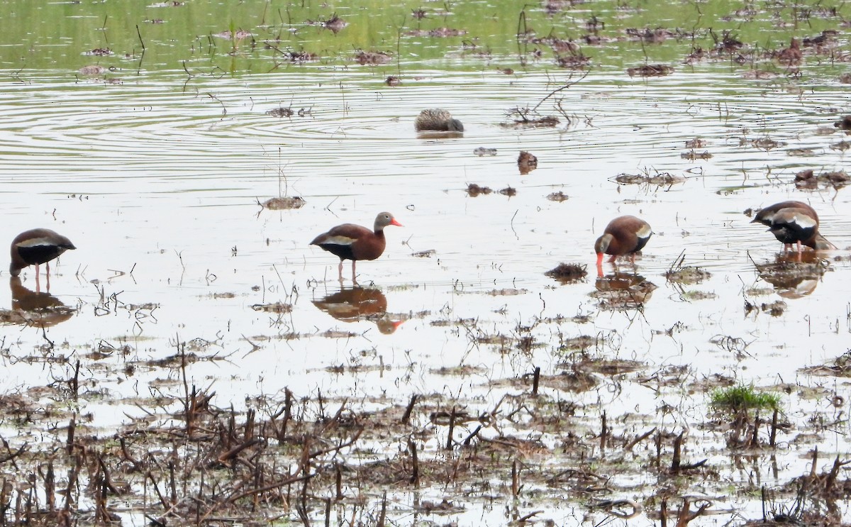 eBird Checklist - 3 May 2025 - Bogle Road (restricted access; roadside ...