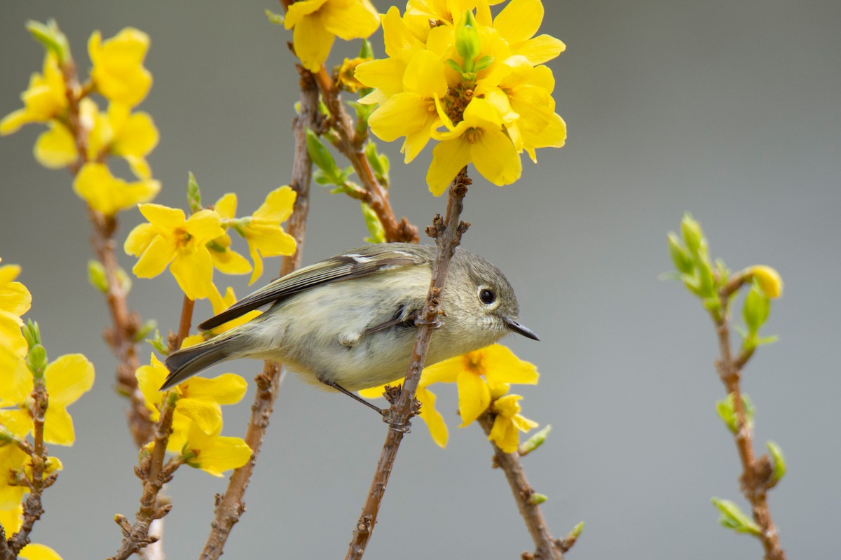 Ruby-crowned Kinglet - ML634960354